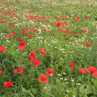 Buy canvas prints of Poppies with Mayweed Flowers by Pearl Bucknall
