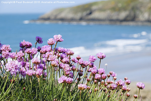 Pink Sea Thrift Flowers at Church Bay on Anglesey  Picture Board by Pearl Bucknall