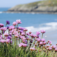 Buy canvas prints of Pink Sea Thrift Flowers at Church Bay on Anglesey  by Pearl Bucknall