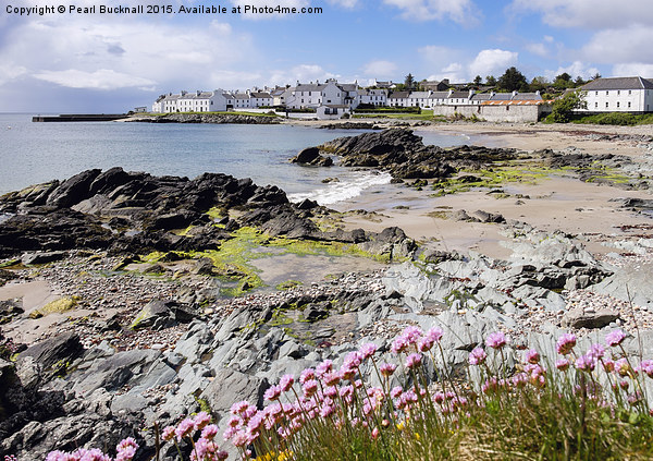 Sea Pinks on the Coast in Port Charlotte Islay Picture Board by Pearl Bucknall