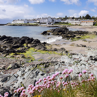 Buy canvas prints of Sea Pinks on the Coast in Port Charlotte Islay by Pearl Bucknall