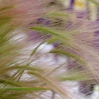 Buy canvas prints of Ornamental Grasses Squirrel Tail Grass by Pearl Bucknall