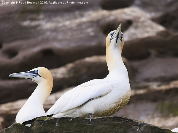 Pair of Gannets Picture Board by Pearl Bucknall