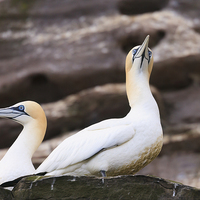 Buy canvas prints of Pair of Gannets by Pearl Bucknall