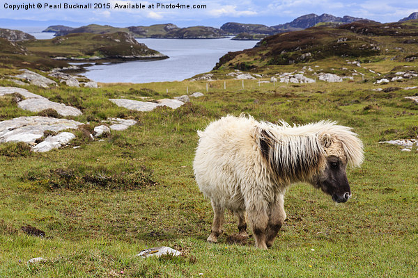 Wild Pony on South Uist Outer Hebrides Picture Board by Pearl Bucknall