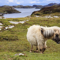 Buy canvas prints of Wild Pony on South Uist Outer Hebrides by Pearl Bucknall