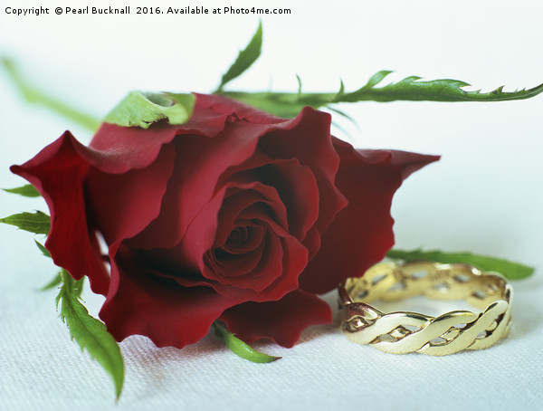 Rose and Gold Ring Valentine Concept Picture Board by Pearl Bucknall