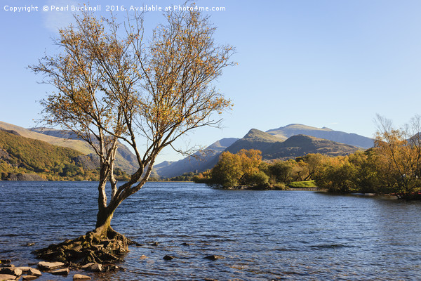 Llyn Padarn Llanberis Lake in Autumn Picture Board by Pearl Bucknall