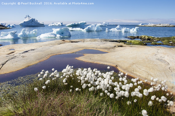 Greenland Arctic Cottongrass and Icebergs Picture Board by Pearl Bucknall