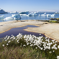 Buy canvas prints of Greenland Arctic Cottongrass and Icebergs by Pearl Bucknall