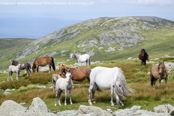 Welsh Mountain Ponies in Carneddau Snowdonia Picture Board by Pearl Bucknall