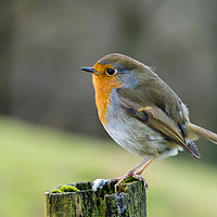 Buy canvas prints of Robin Redbreast Bird on a Perch in Countryside by Pearl Bucknall