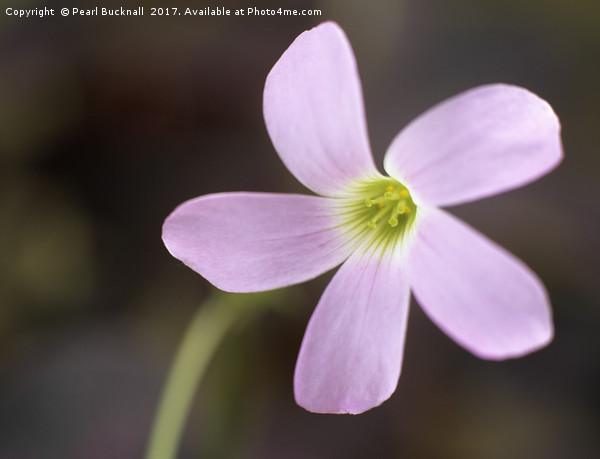 Purple Shamrock Flower Picture Board by Pearl Bucknall