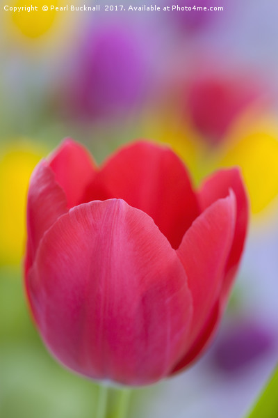 Bright Coloured Tulips Picture Board by Pearl Bucknall