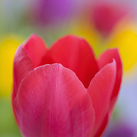 Buy canvas prints of Bright Coloured Tulips by Pearl Bucknall
