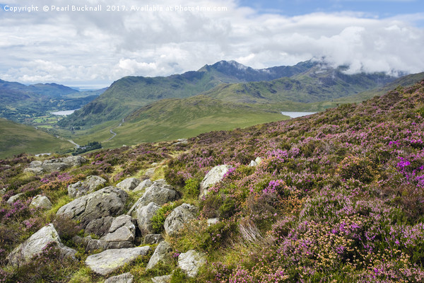 Heather on Snowdonia Mountainside Picture Board by Pearl Bucknall