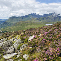 Buy canvas prints of Heather on Snowdonia Mountainside by Pearl Bucknall