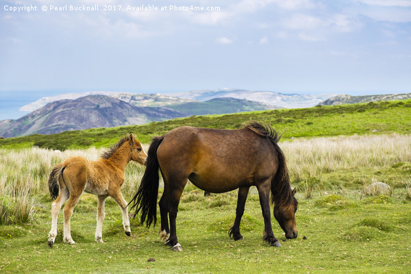 Carneddau Pony and Foal Picture Board by Pearl Bucknall