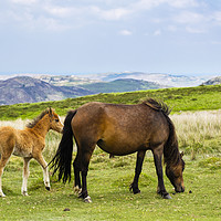 Buy canvas prints of Carneddau Pony and Foal by Pearl Bucknall