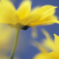 Buy canvas prints of Soft Focus Yellow Chrysanthemums by Pearl Bucknall