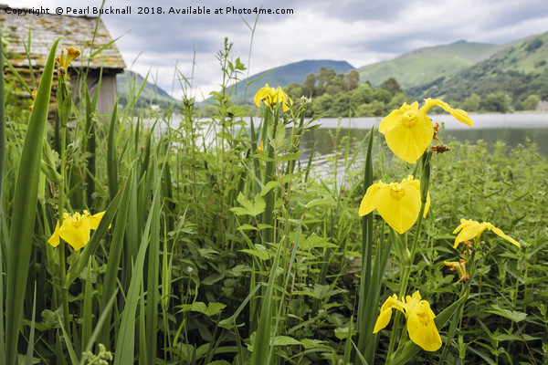 Iris Flowers by Grasmere Lake District Picture Board by Pearl Bucknall