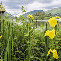 Buy canvas prints of Iris Flowers by Grasmere Lake District by Pearl Bucknall