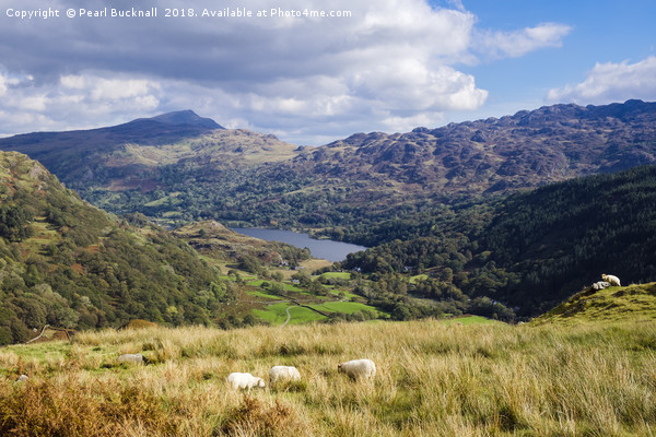 Above Nant Gwynant in Snowdonia Picture Board by Pearl Bucknall
