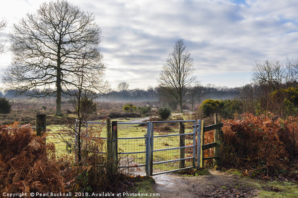 Hothfield Heathlands on a Winter Day in Rural Kent Picture Board by Pearl Bucknall