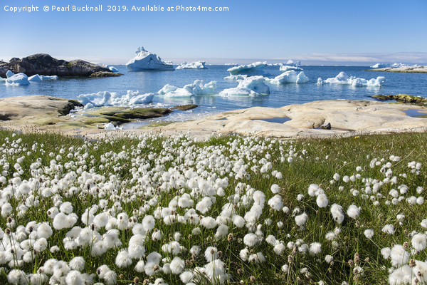 Arctic Cottongrass and Icebergs Greenland Picture Board by Pearl Bucknall