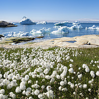 Buy canvas prints of Arctic Cottongrass and Icebergs Greenland by Pearl Bucknall