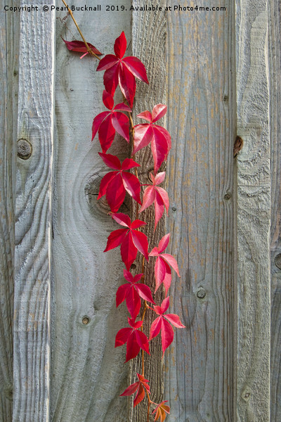 Red Leaves on Rustic Wood Picture Board by Pearl Bucknall