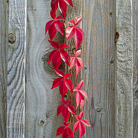 Buy canvas prints of Red Leaves on Rustic Wood by Pearl Bucknall