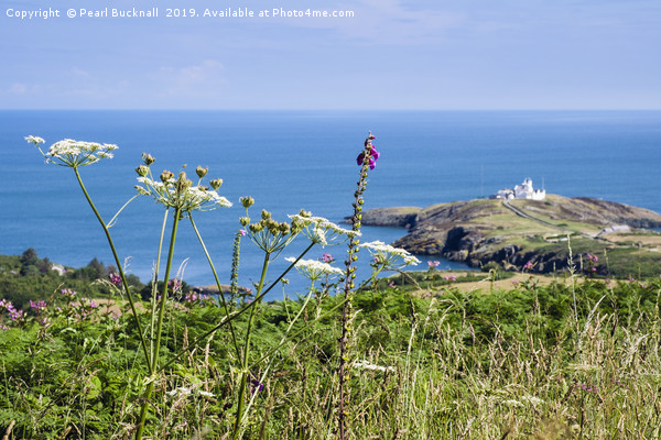 Summer view to Point Lynas Anglesey Picture Board by Pearl Bucknall