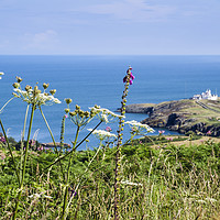 Buy canvas prints of Summer view to Point Lynas Anglesey by Pearl Bucknall