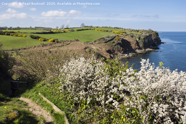 Anglesey Coast Path in Spring Picture Board by Pearl Bucknall