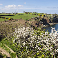 Buy canvas prints of Anglesey Coast Path in Spring by Pearl Bucknall