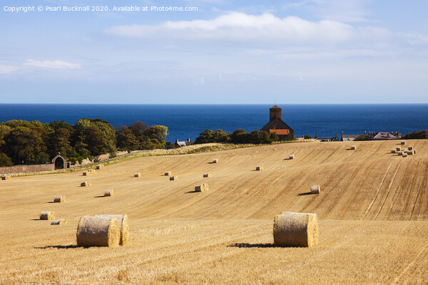 St Abbs Harvest Farming in Scotland Picture Board by Pearl Bucknall