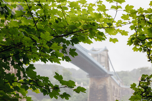 Misty Menai Bridge Through Leaves Picture Board by Pearl Bucknall