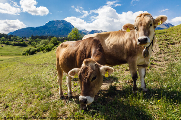 Alpine Cows Austria Picture Board by Pearl Bucknall