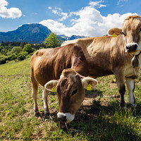 Buy canvas prints of Alpine Cows Austria by Pearl Bucknall