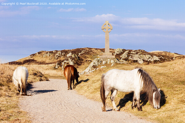 Welsh Mountain Ponies on Ynys Llanddwyn Anglesey Picture Board by Pearl Bucknall