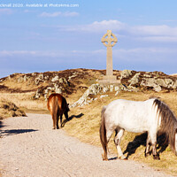 Buy canvas prints of Welsh Mountain Ponies on Ynys Llanddwyn Anglesey by Pearl Bucknall