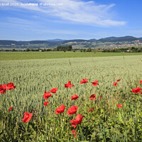 Buy canvas prints of Alsace Countryside in Summer France by Pearl Bucknall