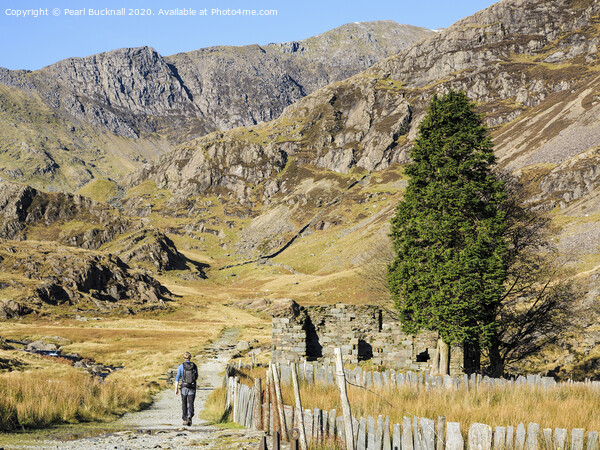 Walking the Watkin Path to Snowdon Picture Board by Pearl Bucknall