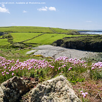 Buy canvas prints of Sea Pinks at Cable Bay Anglesey by Pearl Bucknall