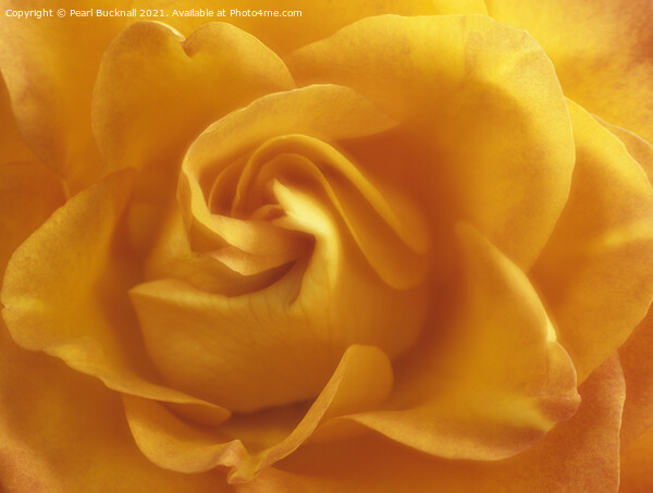 Yellow Rose Swirls Picture Board by Pearl Bucknall