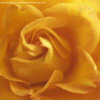 Buy canvas prints of Yellow Rose Swirls by Pearl Bucknall