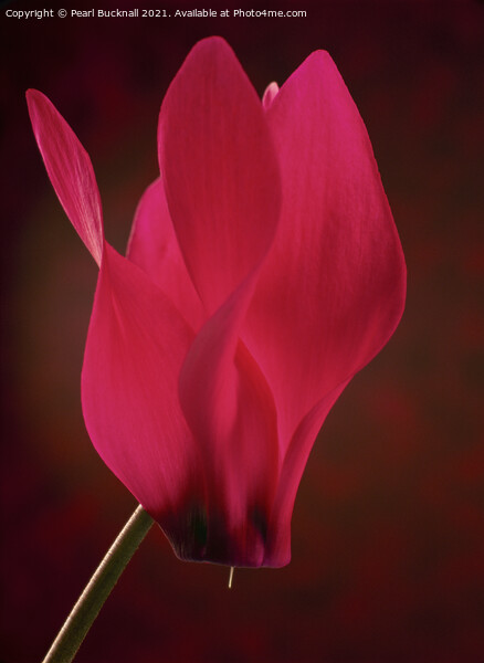 Red Cyclamen Flower on Red Picture Board by Pearl Bucknall