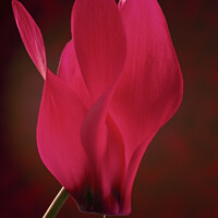 Buy canvas prints of Red Cyclamen Flower on Red by Pearl Bucknall