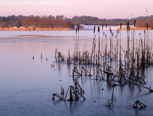 Icy Frensham Pond Surrey Picture Board by Pearl Bucknall